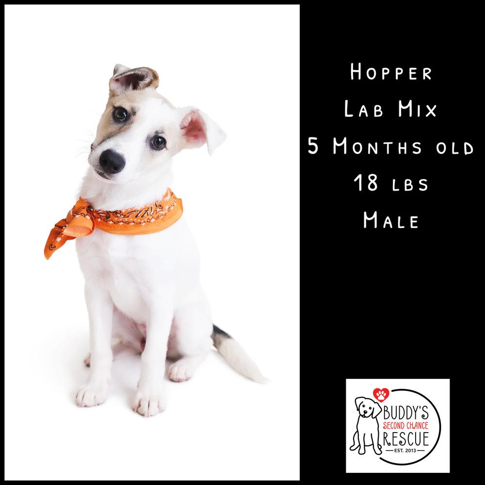 Enlarge Hopper, a Adoptable mixed breed in Amherst, NY image 3/6