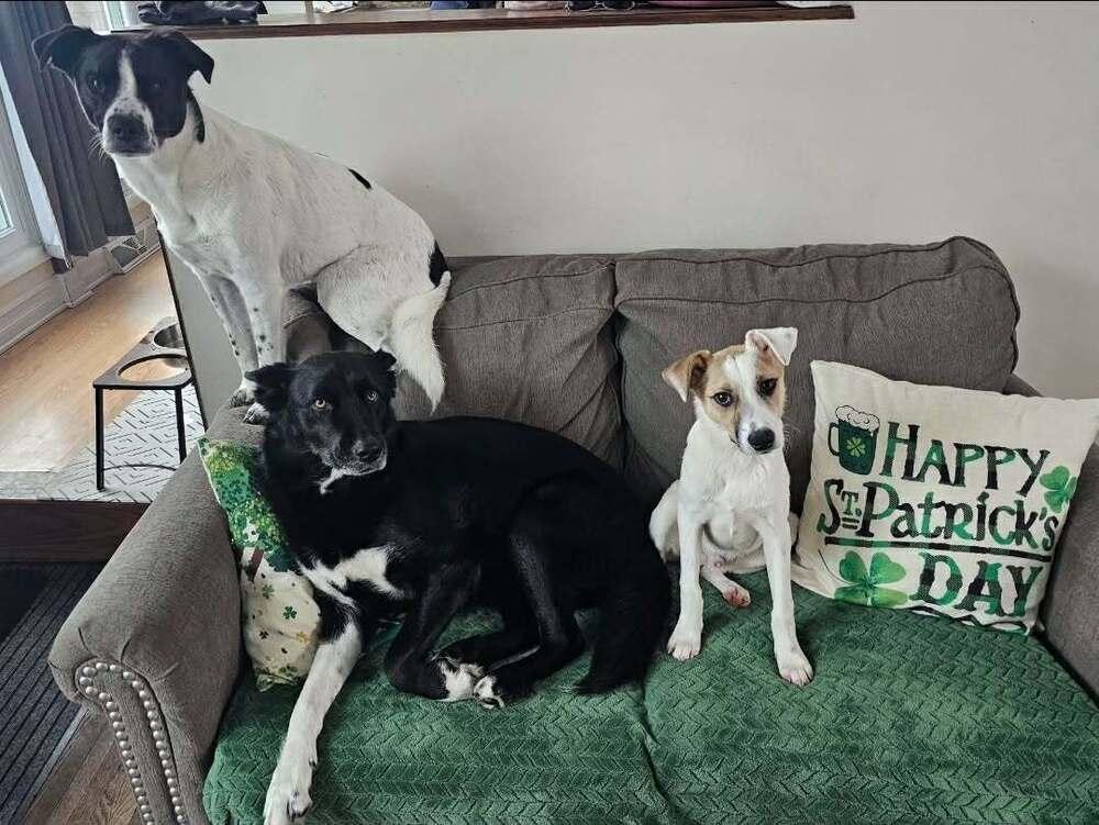 Enlarge Hopper, a Adoptable mixed breed in Amherst, NY image 4/6