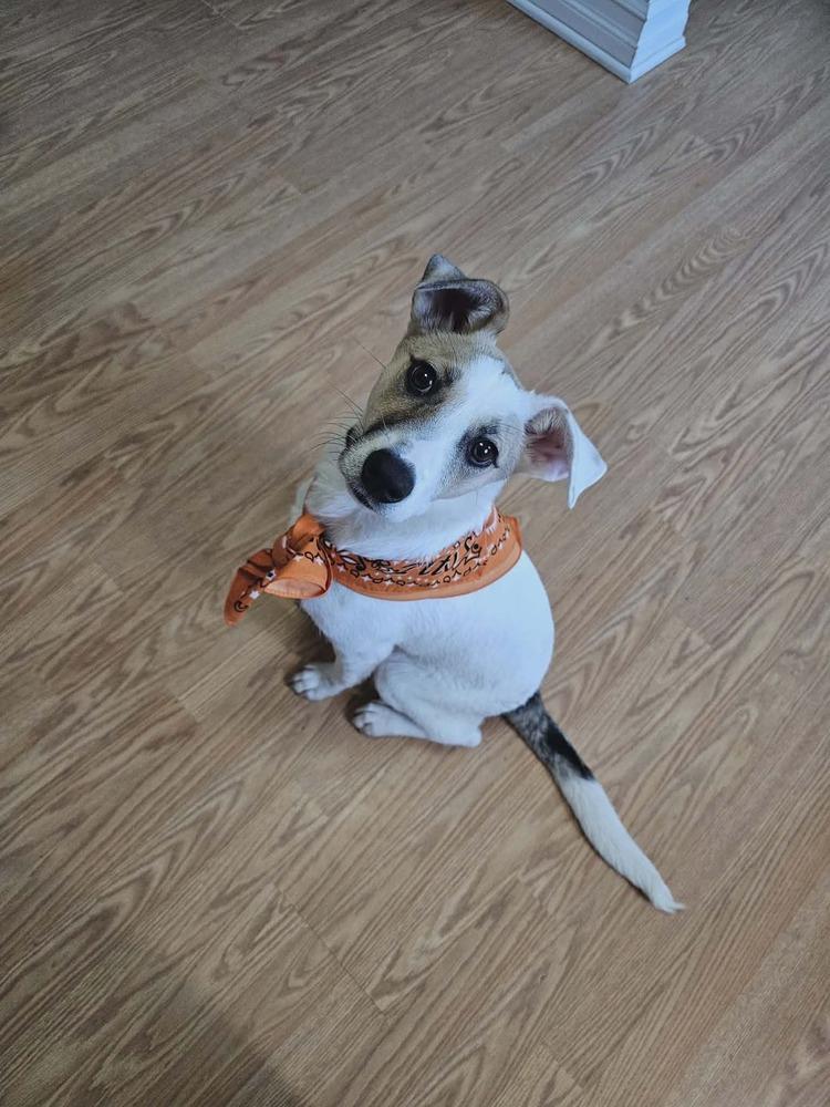 Enlarge Hopper, a Adoptable mixed breed in Amherst, NY image 5/6