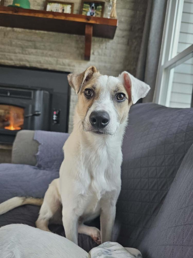 Enlarge Hopper, a Adoptable mixed breed in Amherst, NY image 6/6