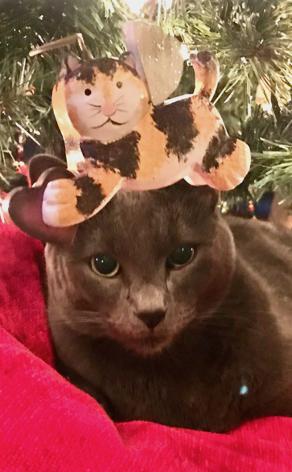 Enlarge Milton, a Adoptable Russian Blue in Sherman Oaks, CA image 3/3