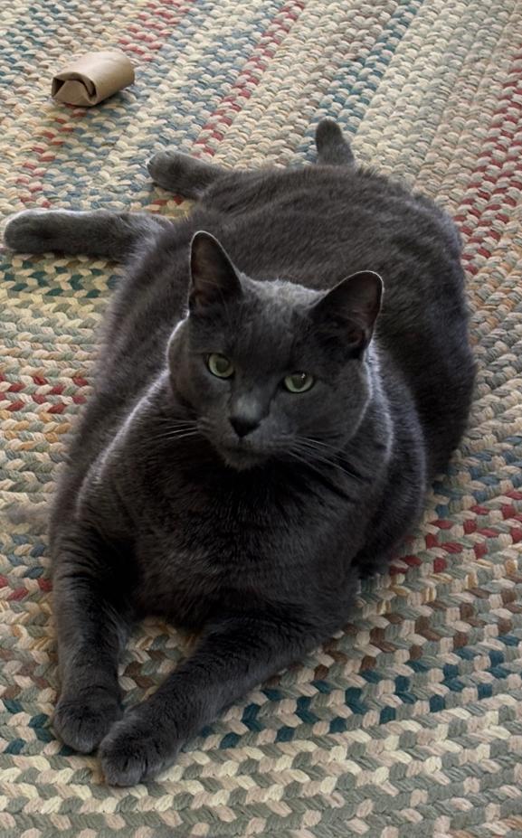 Milton, Adoptable, Adult Male Russian Blue.