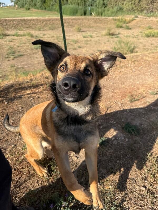 Rosso, a Adoptable mixed breed in Fort Collins, CO image 1/6