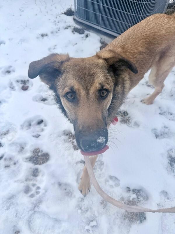Rosso, a Adoptable mixed breed in Fort Collins, CO image 2/6