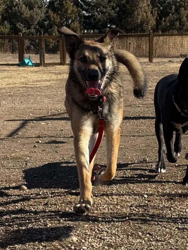 Rosso, a Adoptable mixed breed in Fort Collins, CO image 3/6