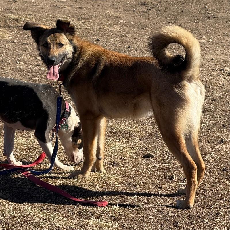 Rosso, a Adoptable mixed breed in Fort Collins, CO image 4/6