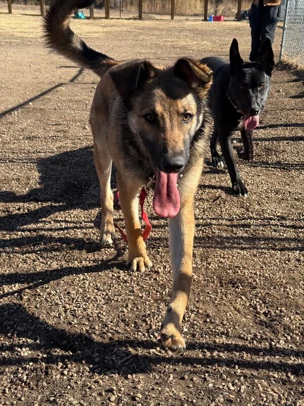 Rosso, a Adoptable mixed breed in Fort Collins, CO image 5/6