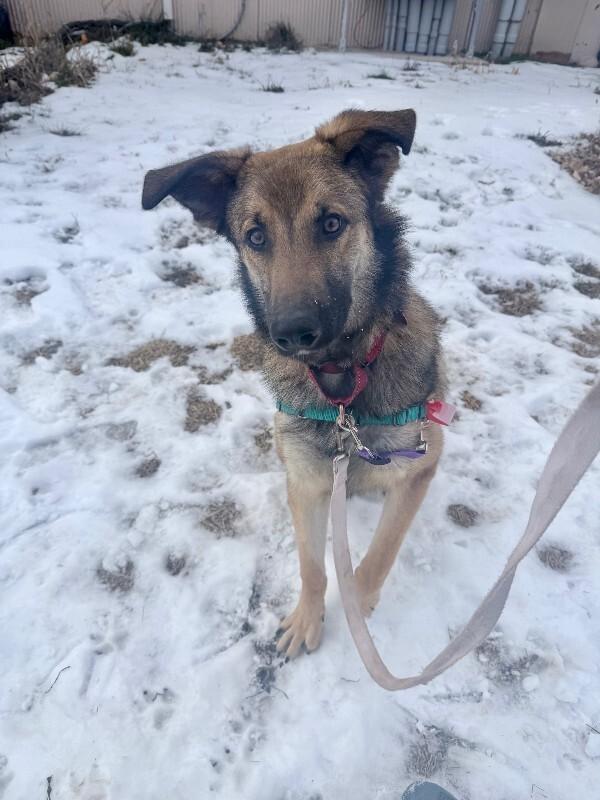 Rosso, a Adoptable mixed breed in Fort Collins, CO image 6/6