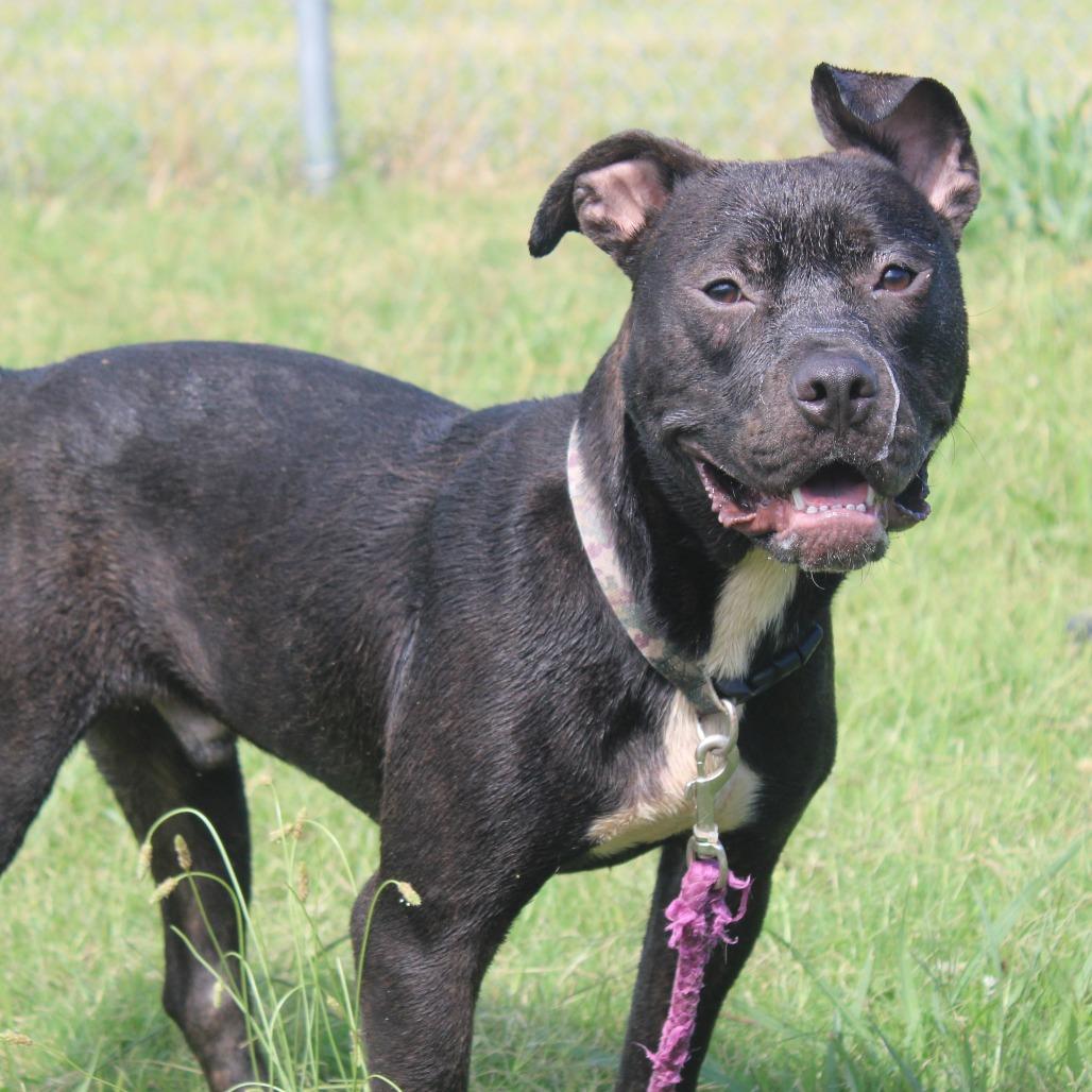 Barney the purple dinosaur, Adoptable, Adult Male Labrador Retriever & Terrier.