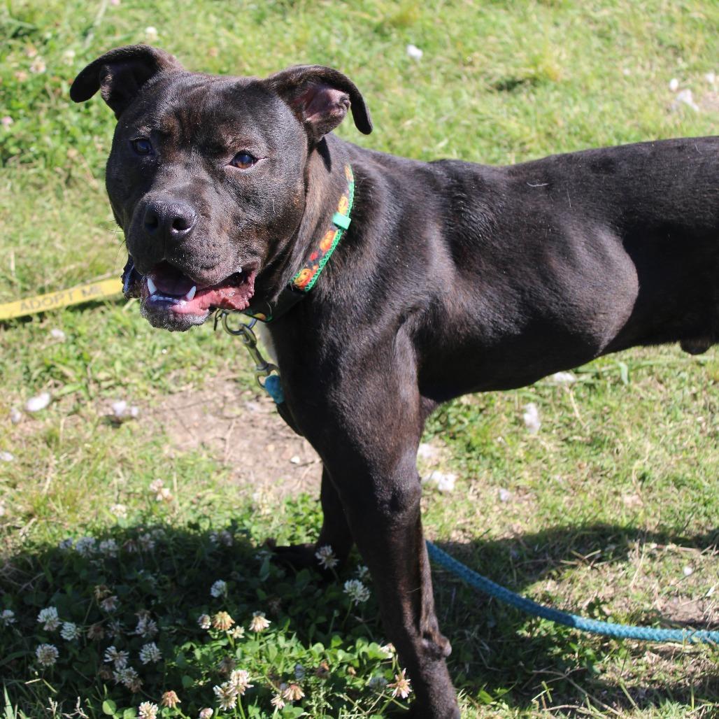 Barney the purple dinosaur, a Adoptable mixed breed in Cleveland, MS image 2/3