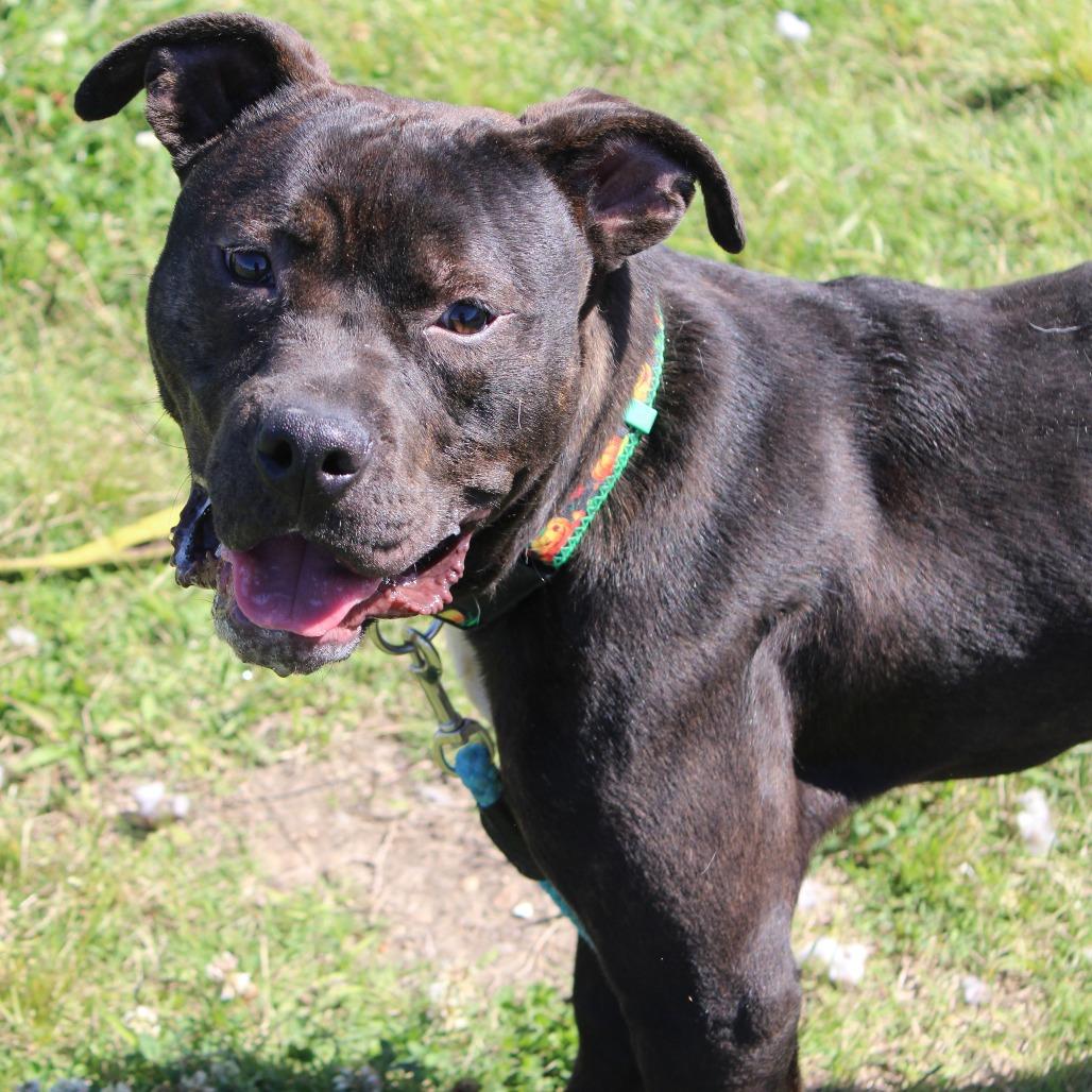 Barney the purple dinosaur, a Adoptable mixed breed in Cleveland, MS image 3/3