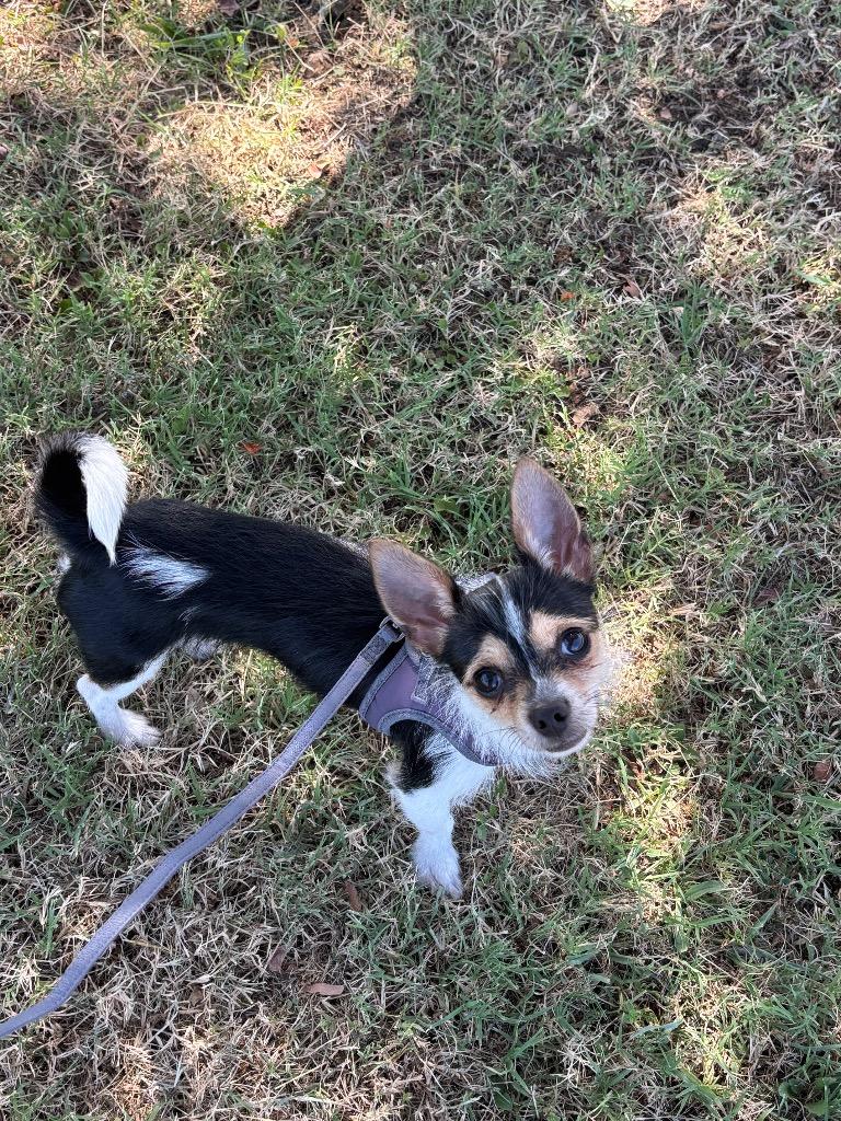 Enlarge Pippin, a Adopted Chihuahua in Red Oak, TX image 1/1