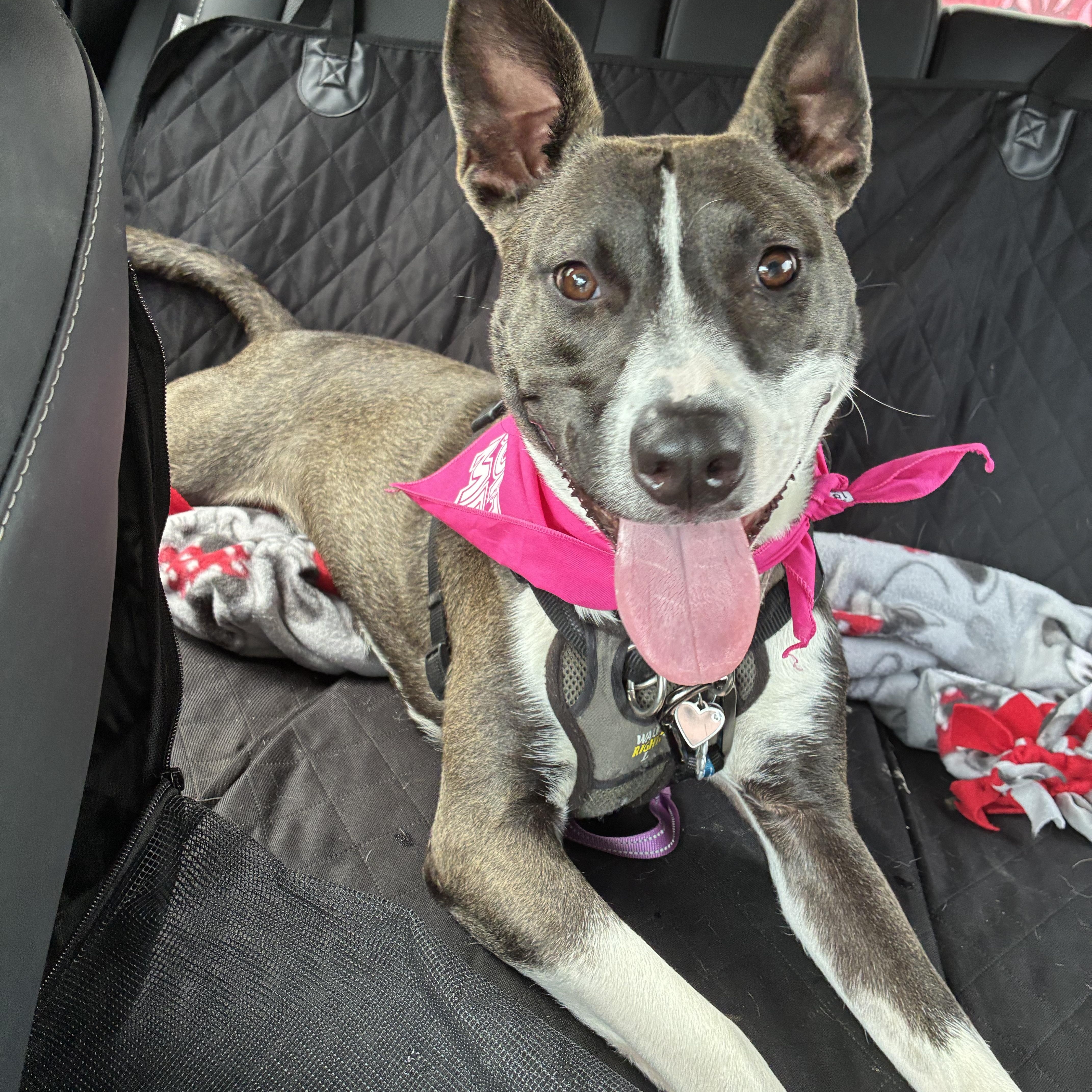 Daisy Maisy , a ADOPTABLE mixed breed in Memphis, TN image 1/6