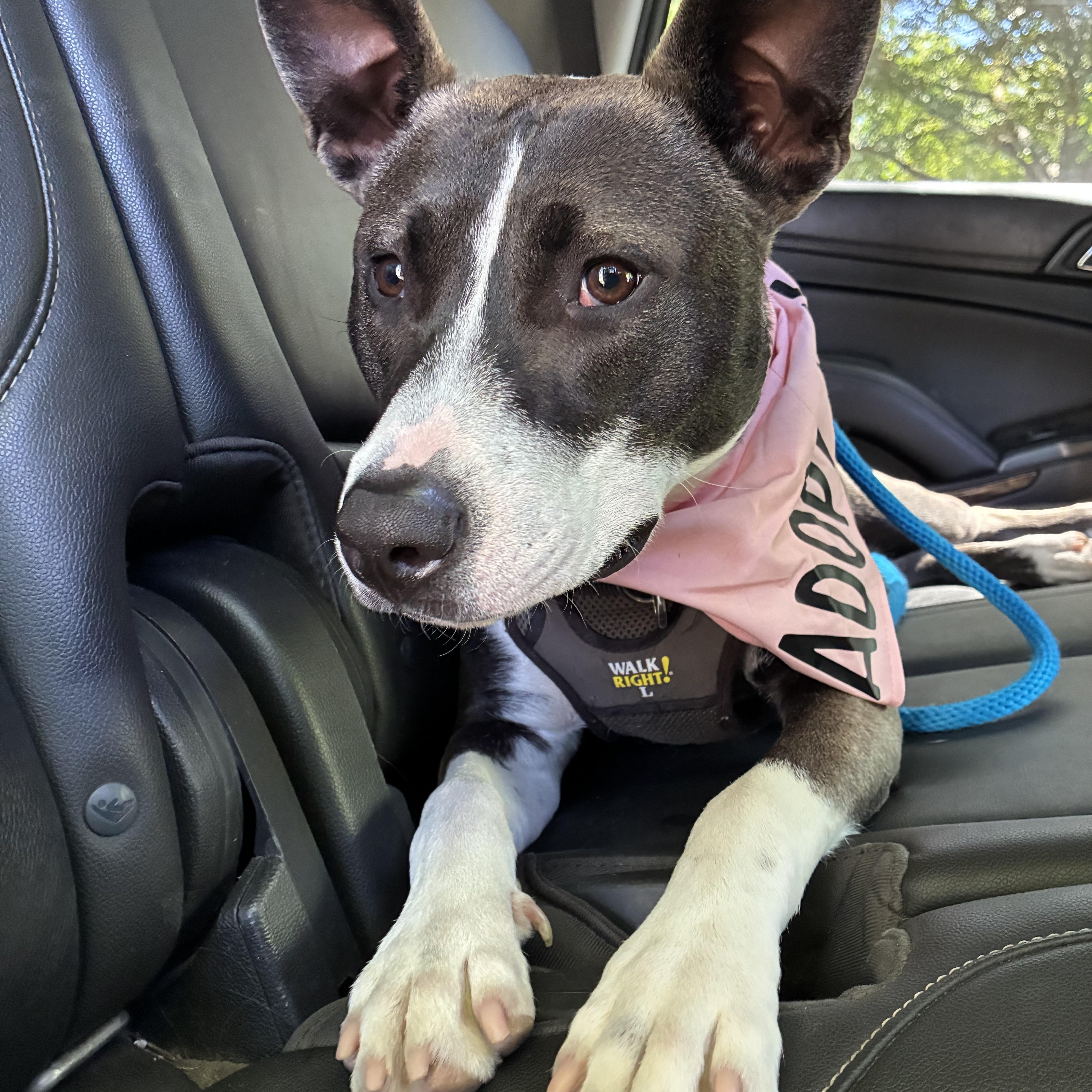 Enlarge Daisy Maisy , a ADOPTABLE mixed breed in Memphis, TN image 2/5
