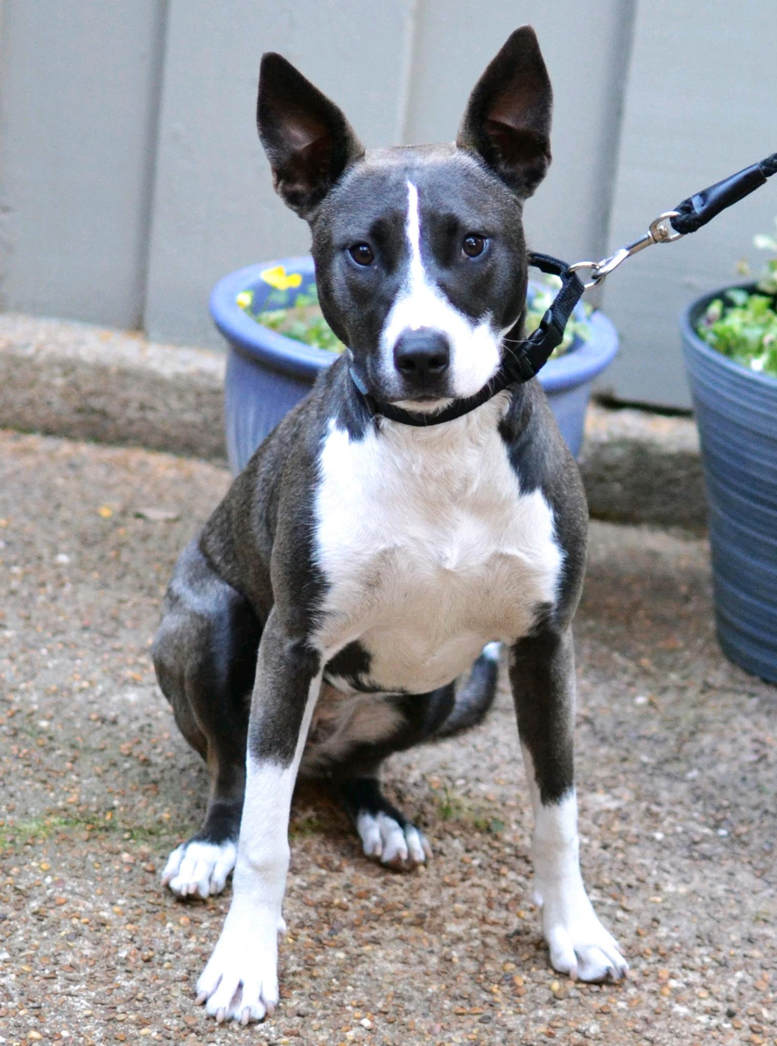 Enlarge Daisy Maisy , a ADOPTABLE mixed breed in Memphis, TN image 4/5