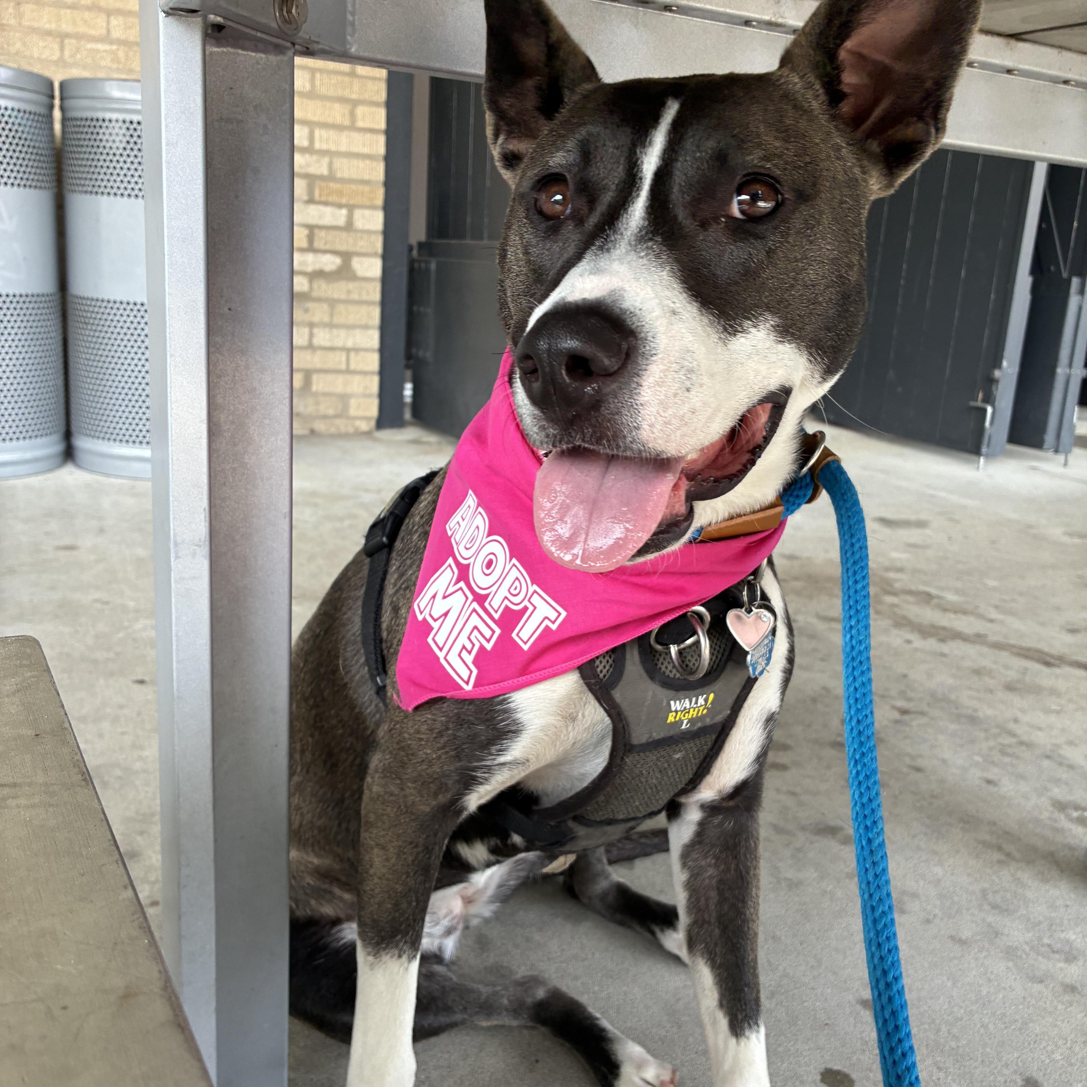 Daisy Maisy , a ADOPTABLE mixed breed in Memphis, TN image 6/6