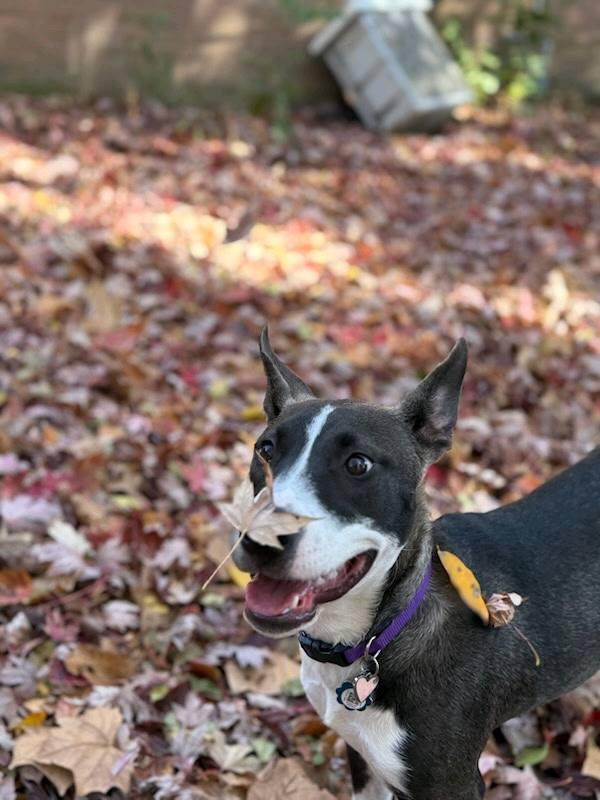 Enlarge Daisy Maisy , a ADOPTABLE mixed breed in Memphis, TN image 3/5