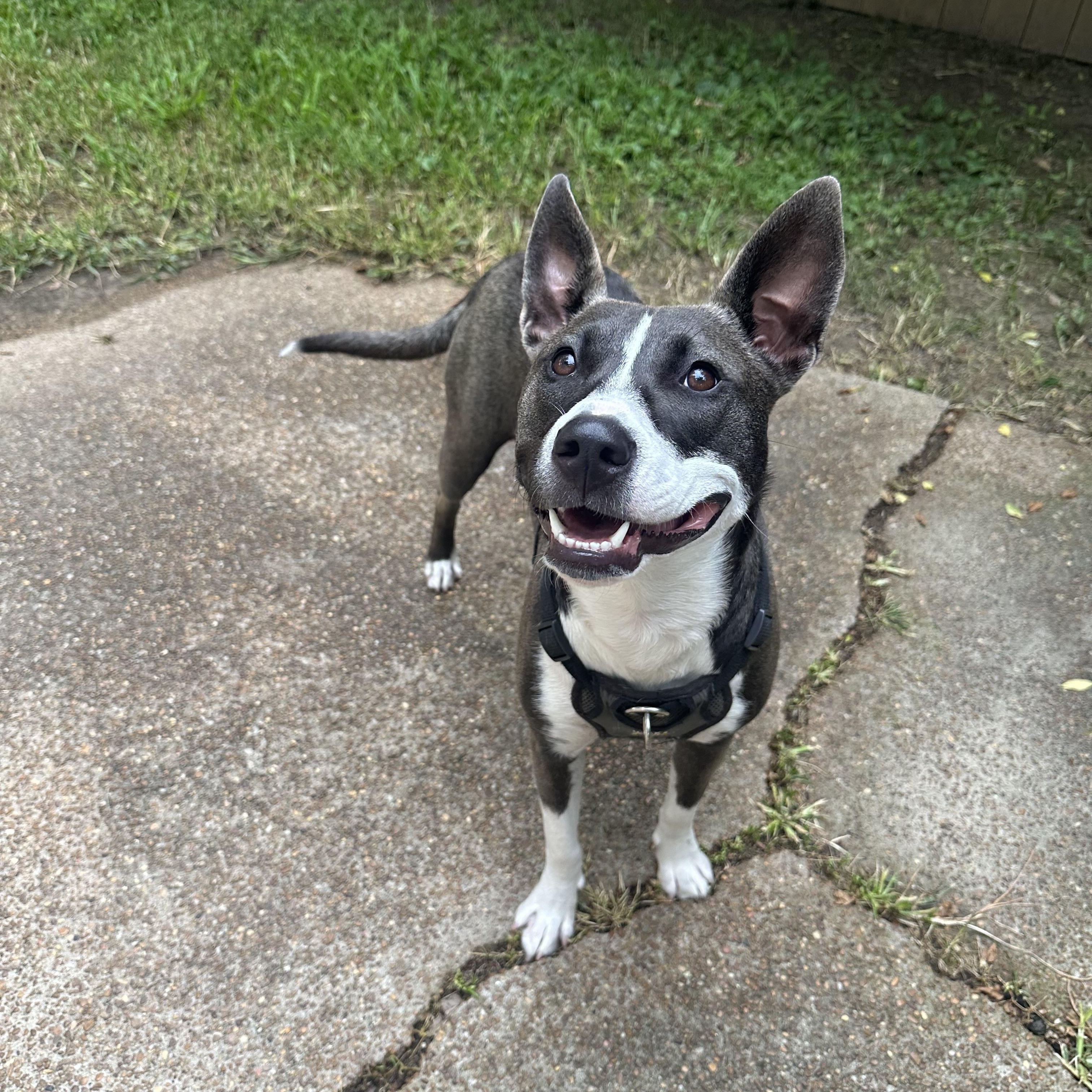 Daisy Maisy , a ADOPTABLE mixed breed in Ludlow, KY image 2/6
