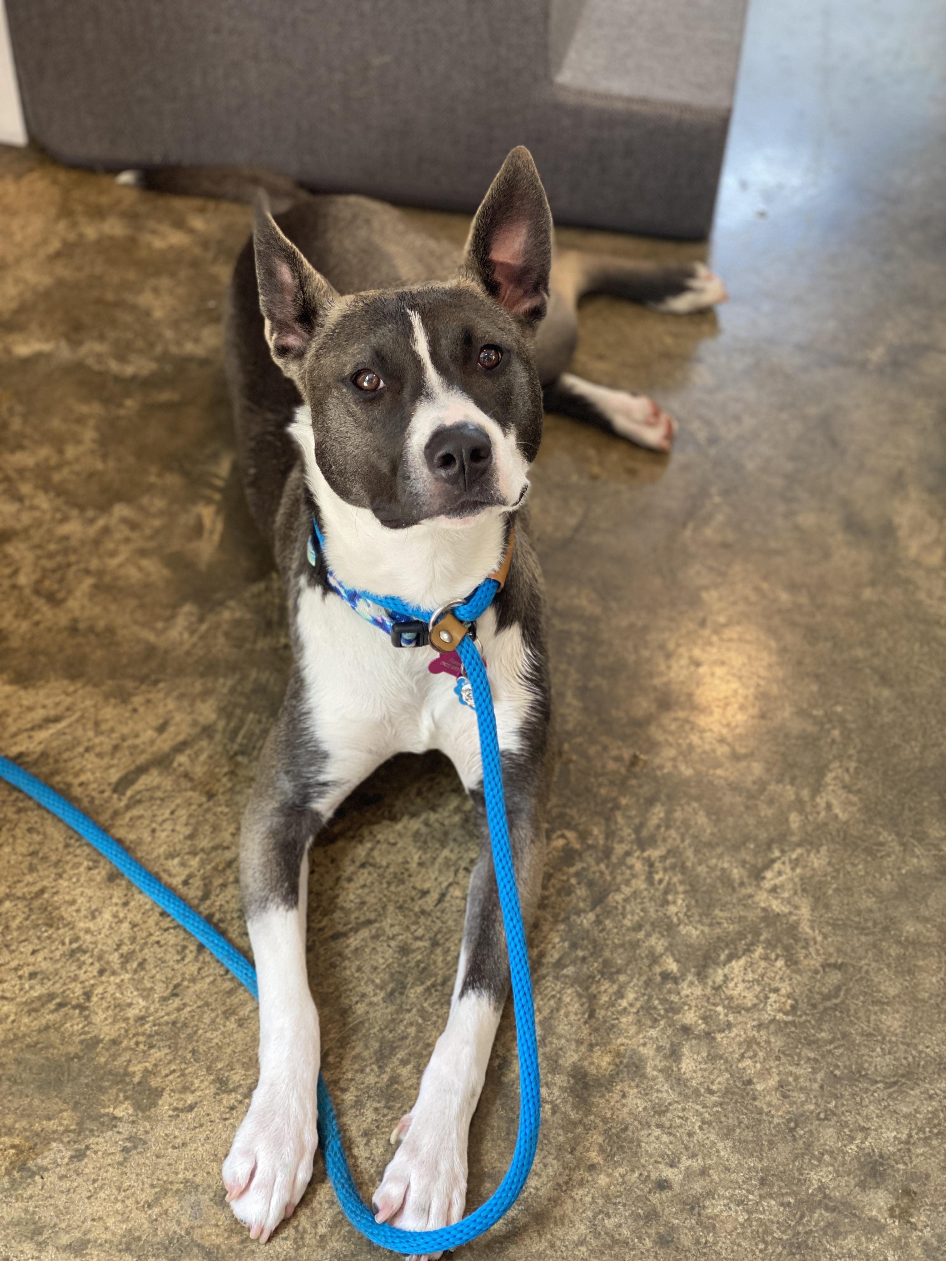 Daisy Maisy , a ADOPTABLE mixed breed in Ludlow, KY image 6/6