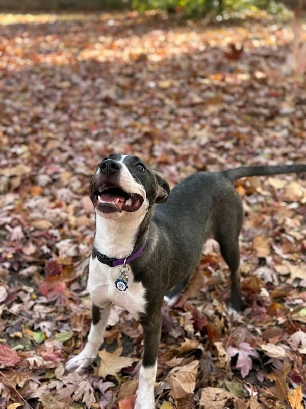 Enlarge Daisy Maisy , a ADOPTABLE mixed breed in Memphis, TN image 5/5