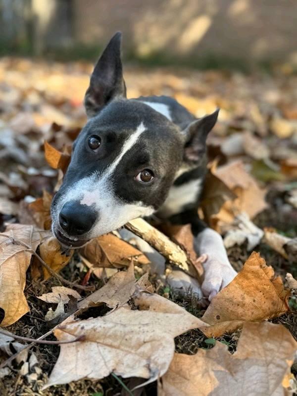 Daisy Maisy , ADOPTABLE, Young Female Pit Bull Terrier.