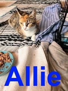 Enlarge Allie M. Point, a Adoptable mixed breed in Westbury, NY image 1/1