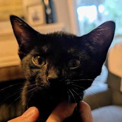 Enlarge Beaker, a Adoptable mixed breed in Savannah, GA image 2/2