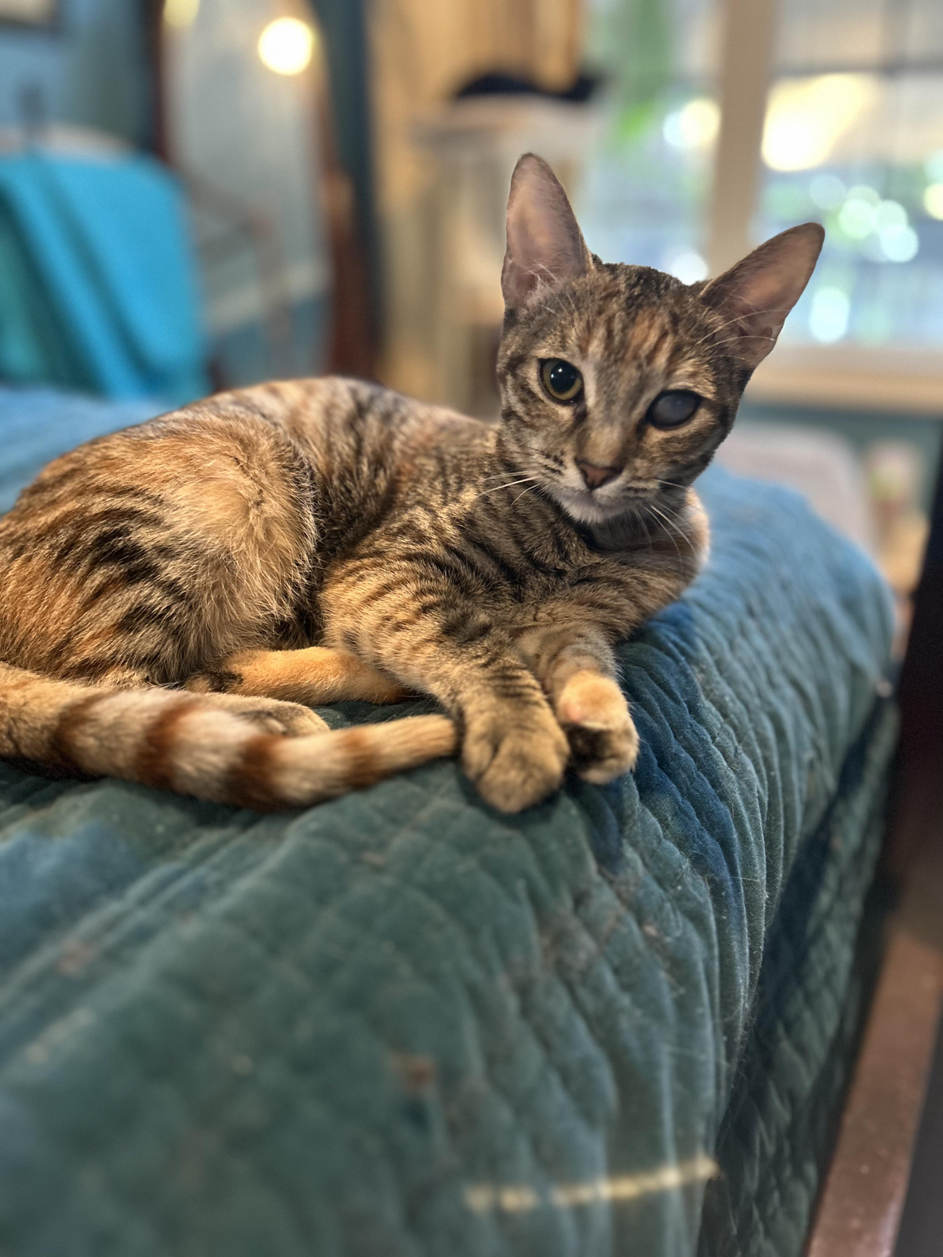 Trixie, a Adoptable Domestic Short Hair in Mount Pleasant, SC image 1/2