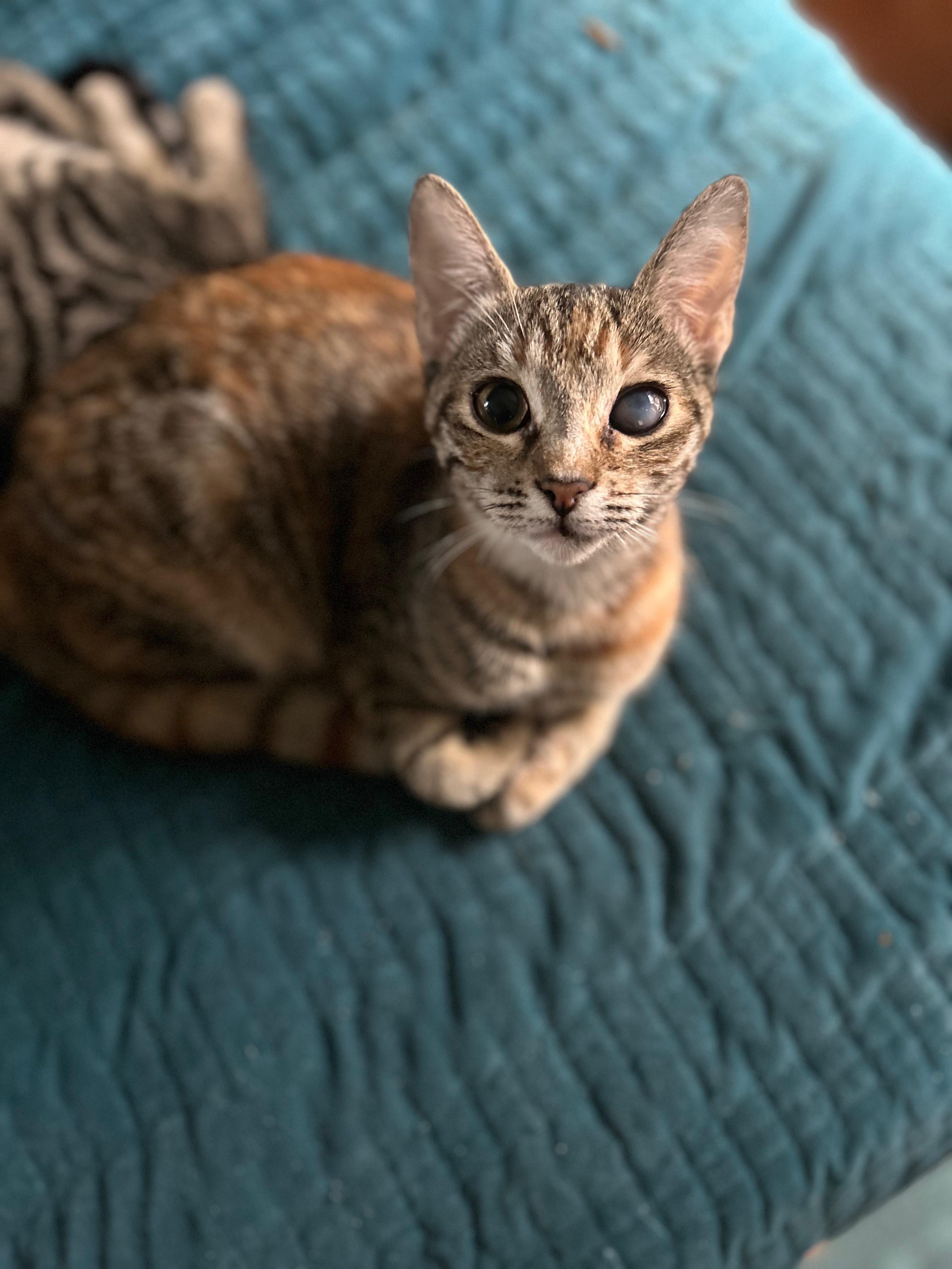 Trixie, a Adoptable Domestic Short Hair in Mount Pleasant, SC image 2/2