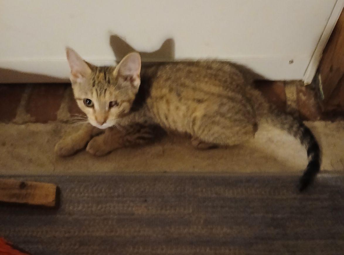 Penny
