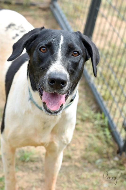 Penny, an adopted mixed breed in Albany, NY image 1/5