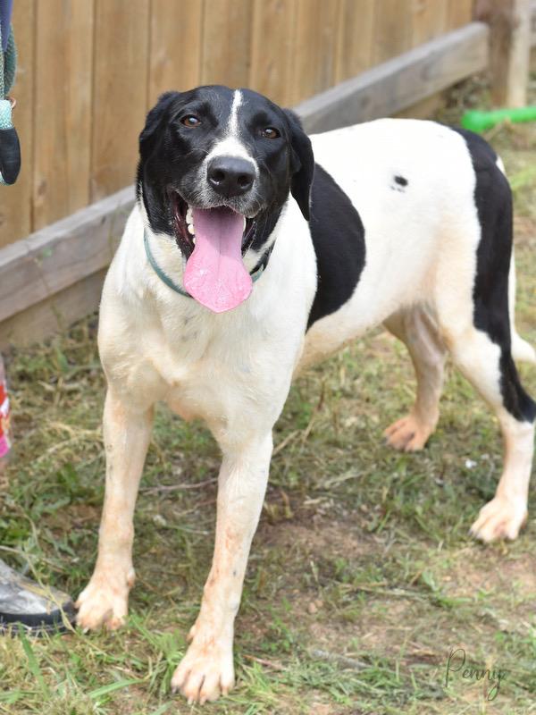 Penny, an adopted mixed breed in Albany, NY image 2/5