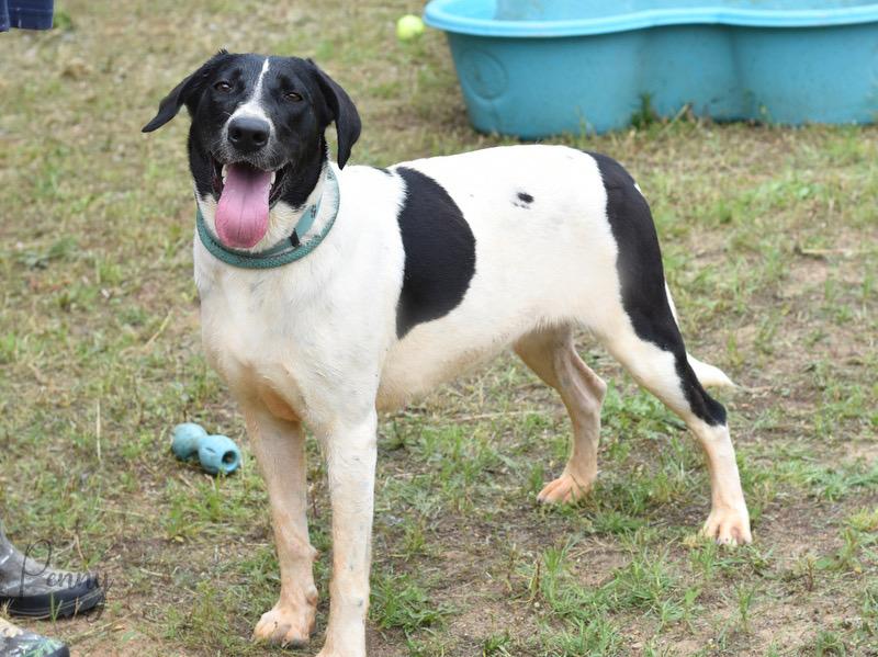 Penny, an adopted mixed breed in Albany, NY image 3/5