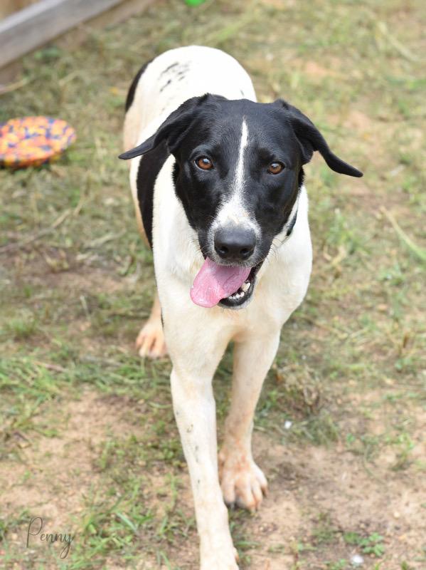 Penny, an adopted mixed breed in Albany, NY image 5/5