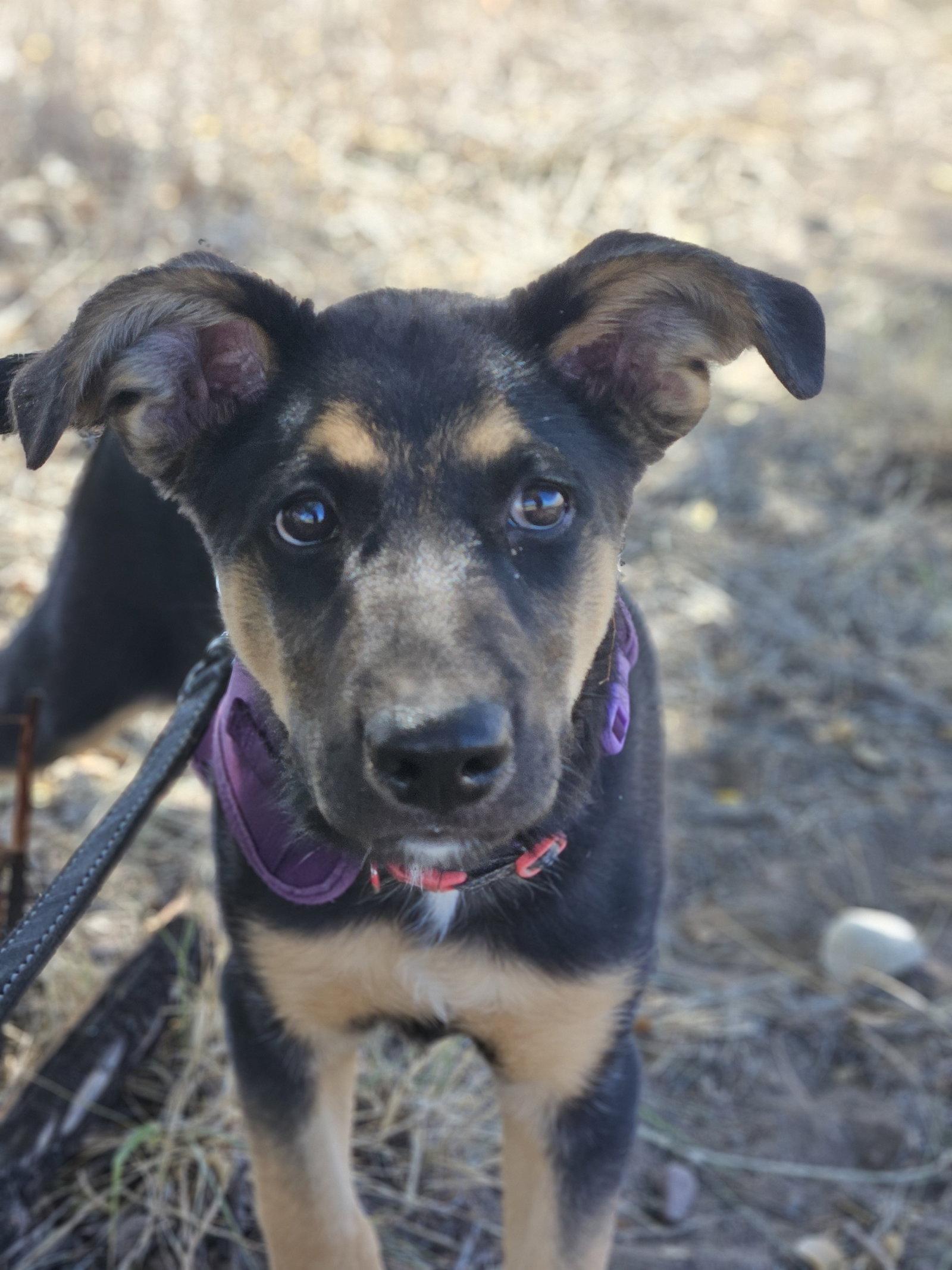 Manicotti, Adoptable, Puppy Male German Shepherd Dog.