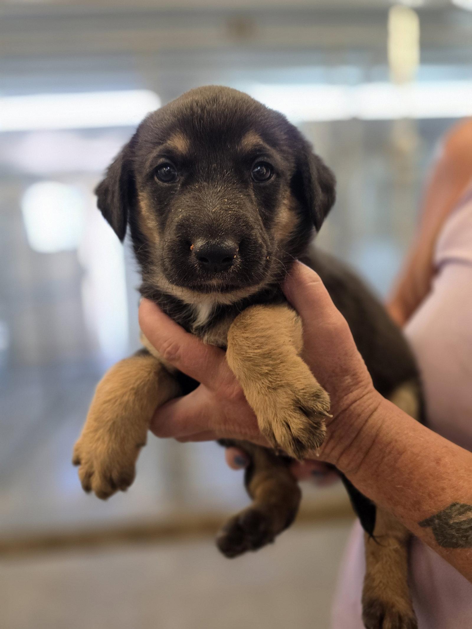 Enlarge Manicotti, a Adoptable German Shepherd Dog in Monte Vista, CO image 1/1