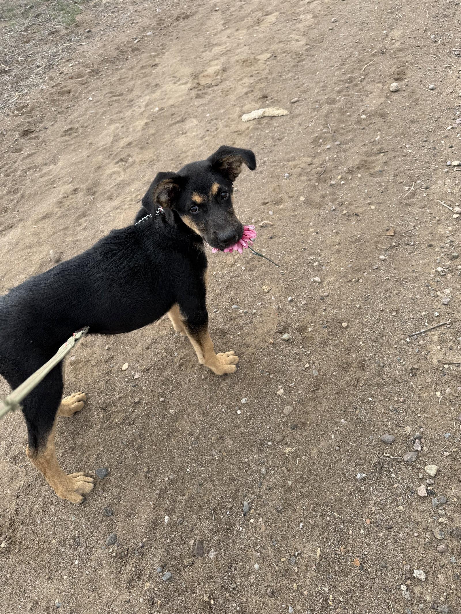 Enlarge Manicotti, a Adoptable German Shepherd Dog in Monte Vista, CO image 3/3