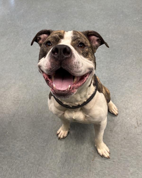 East, Adoptable, Adult Male Pit Bull Terrier.