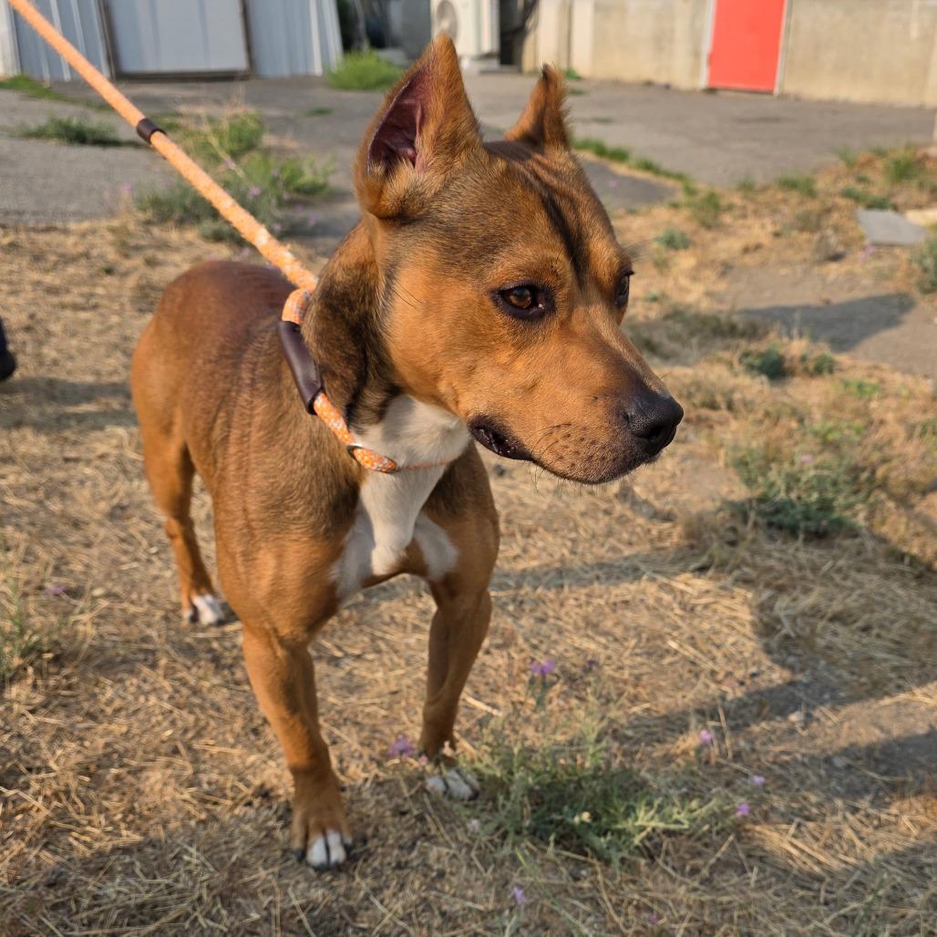 Chester, Adoptable, Adult Male Mixed Breed.