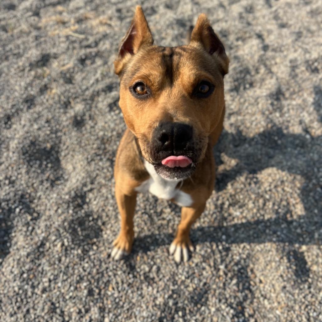 Chester, a Adoptable Mixed Breed in Spokane, WA image 2/6