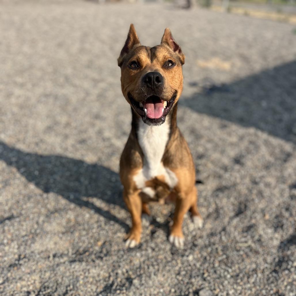 Chester, a Adoptable Mixed Breed in Spokane, WA image 3/6