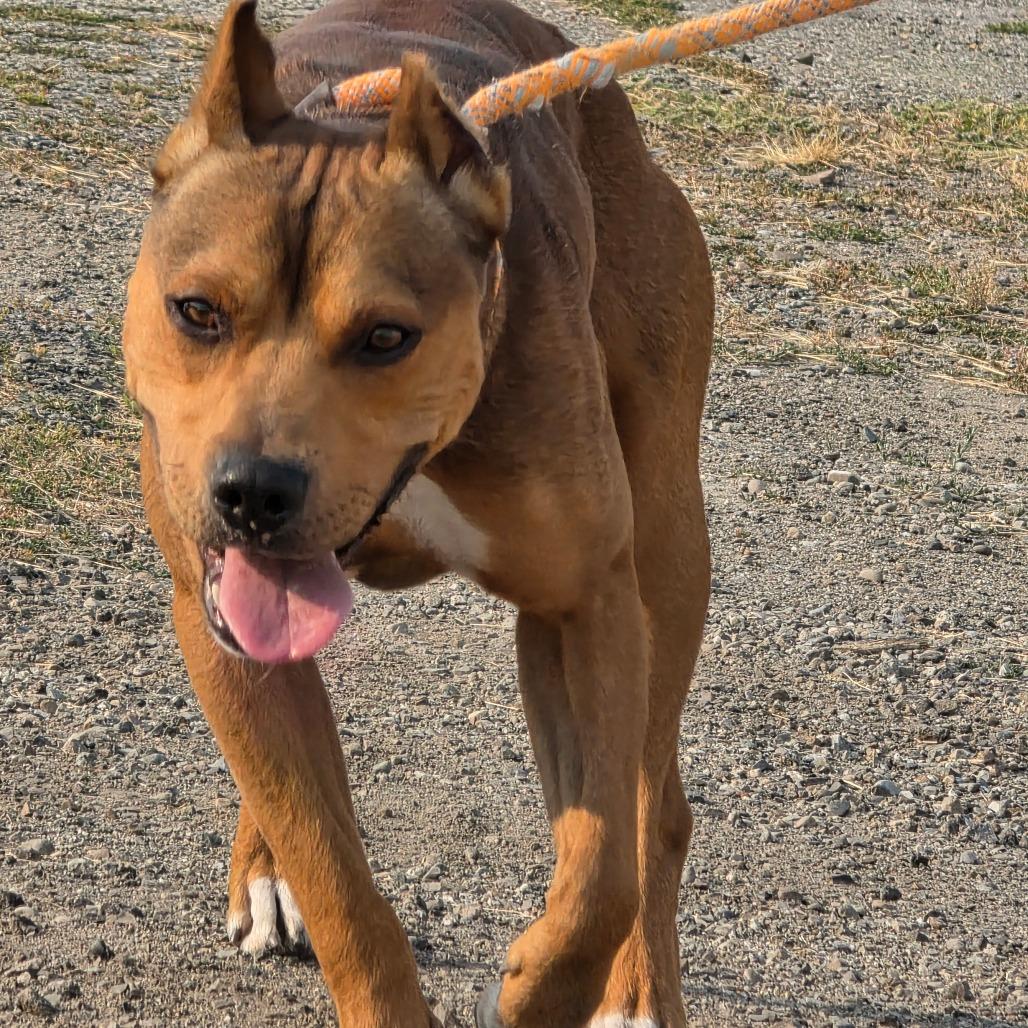 Chester, a Adoptable Mixed Breed in Spokane, WA image 4/6