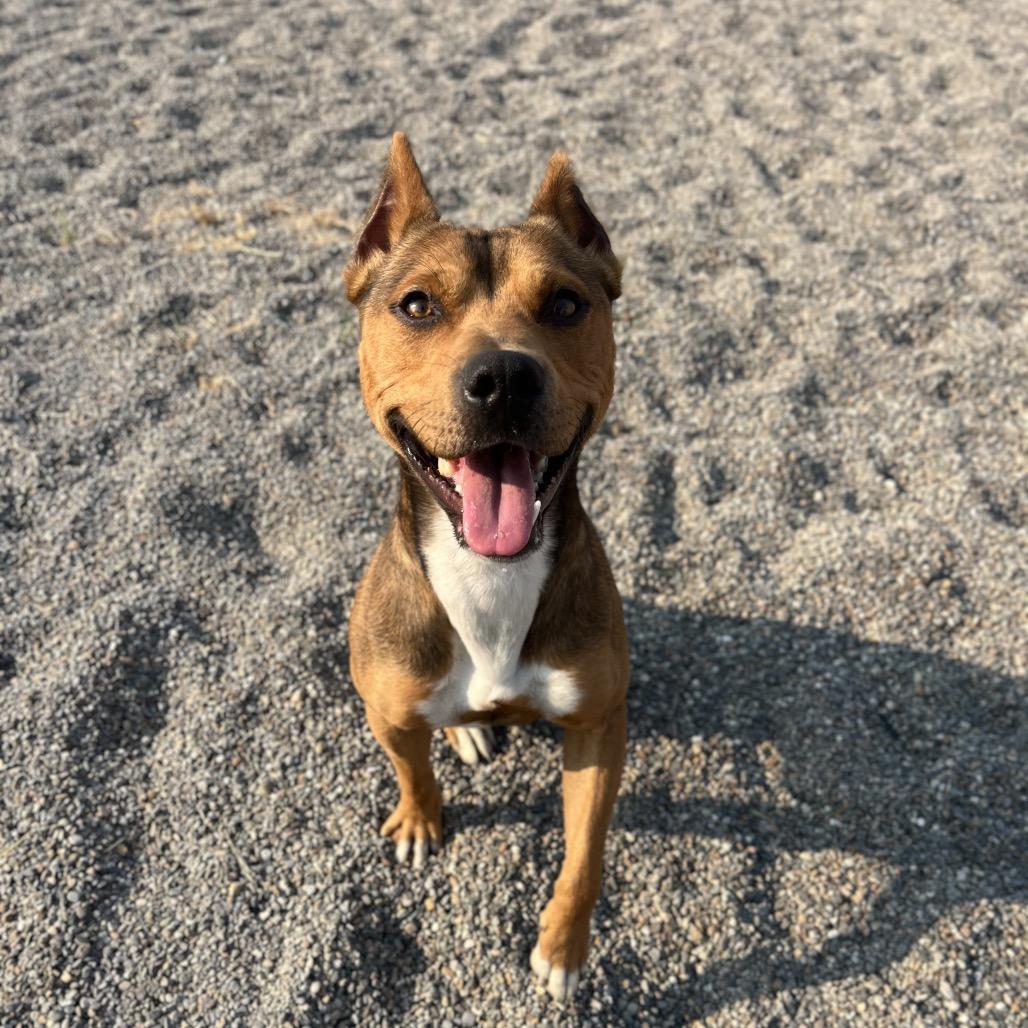 Chester, a Adoptable Mixed Breed in Spokane, WA image 5/6