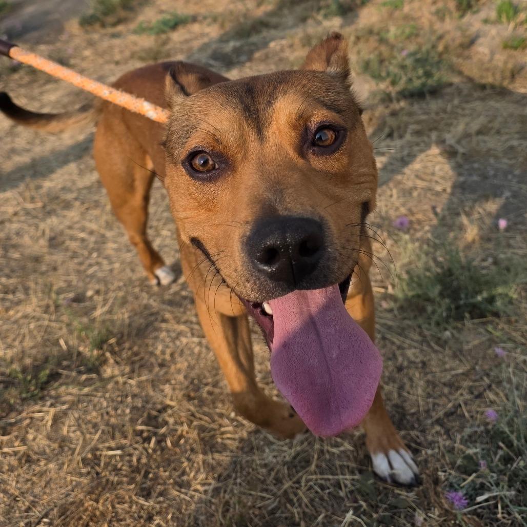 Chester, a Adoptable Mixed Breed in Spokane, WA image 6/6