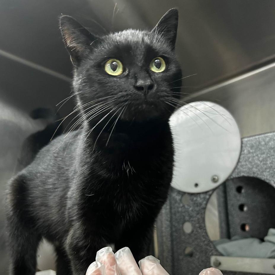 Spizzle, Adoptable, Young Female Domestic Short Hair.