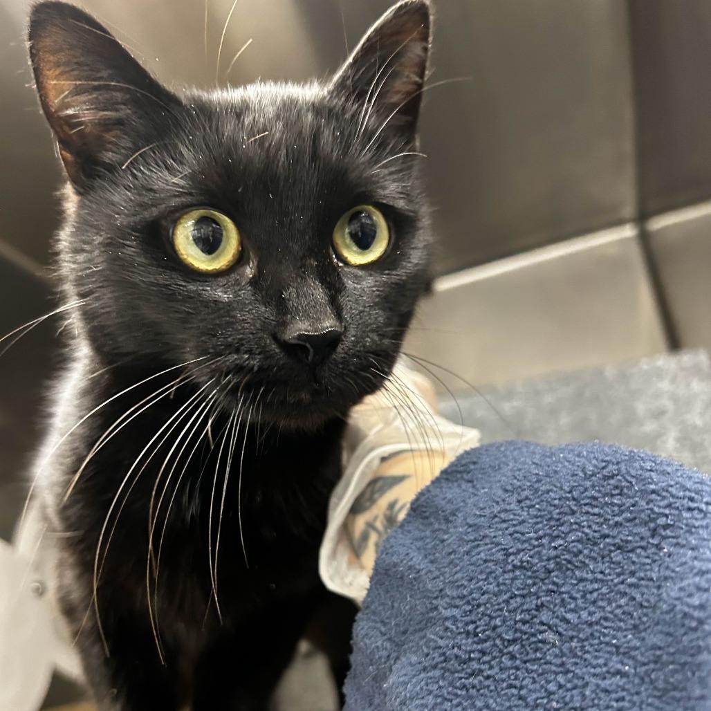 Enlarge Spizzle, a Adoptable Domestic Short Hair in Greenville, SC image 2/5