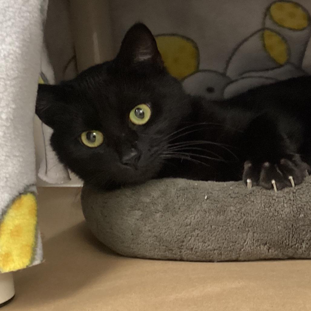 Enlarge Spizzle, a Adoptable Domestic Short Hair in Greenville, SC image 3/5