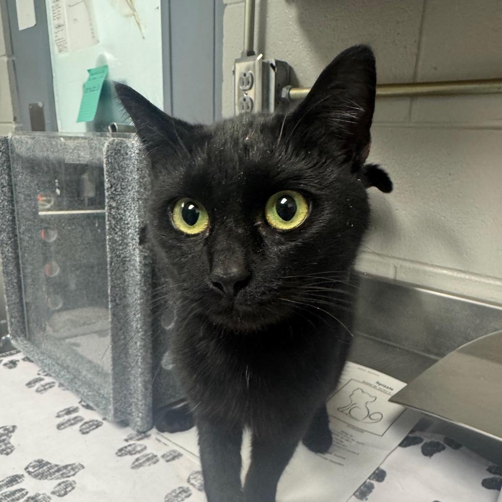 Enlarge Spizzle, a Adoptable Domestic Short Hair in Greenville, SC image 4/5