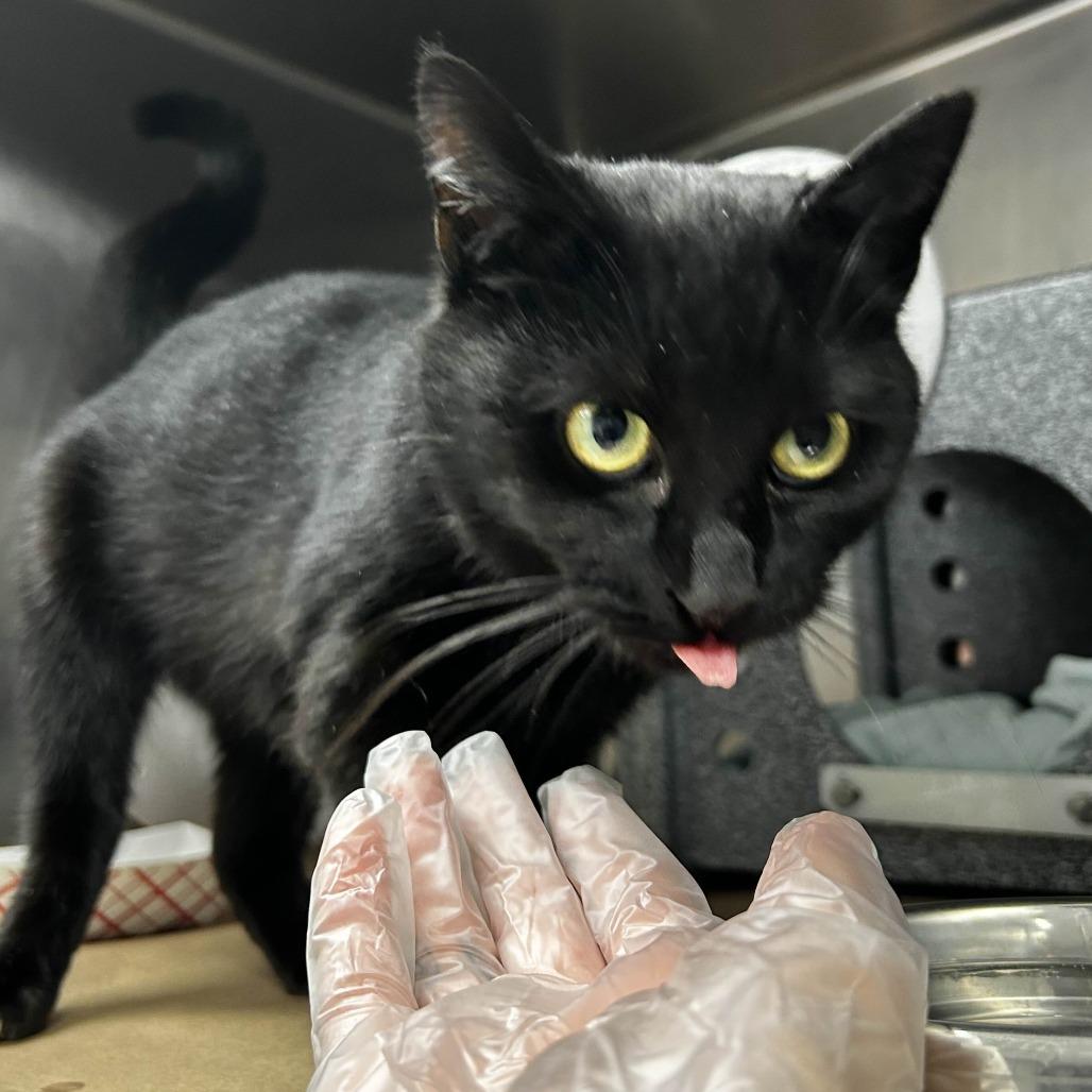 Enlarge Spizzle, a Adoptable Domestic Short Hair in Greenville, SC image 5/5