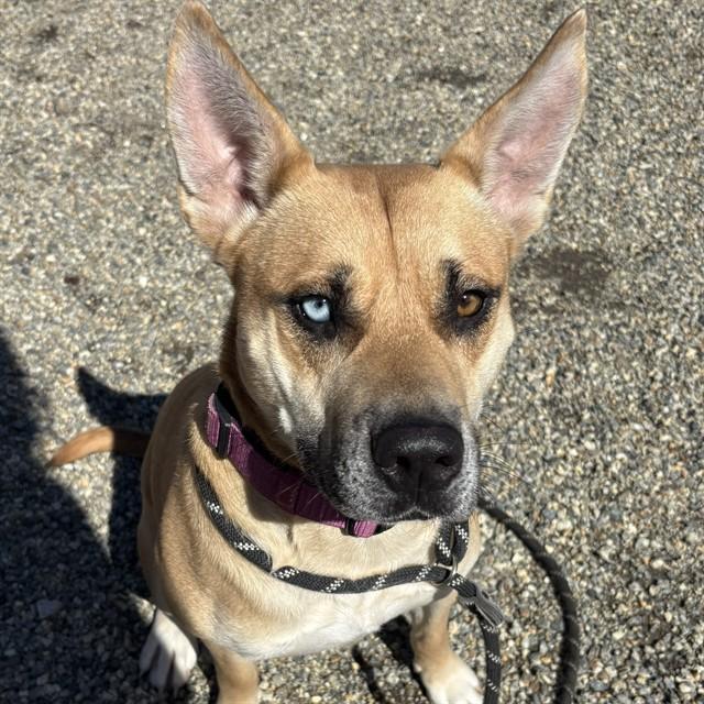 JINKIES, Adoptable, Adult Female Australian Shepherd & Mixed Breed.